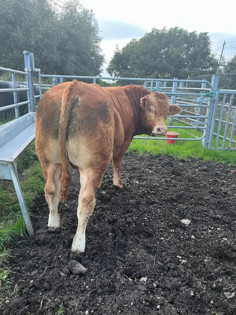 Limousine bull for Milford mart 5th September - Image 2