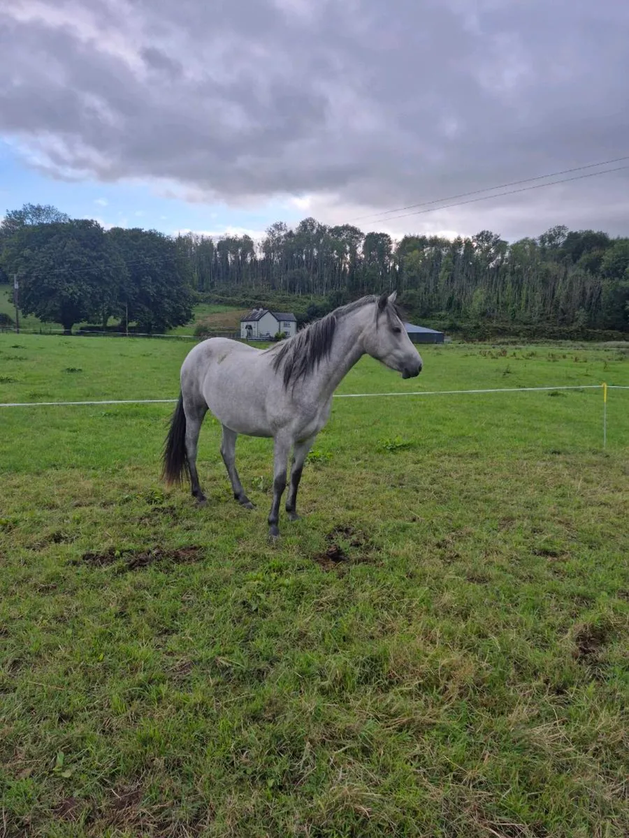 Connemara filly - Image 1