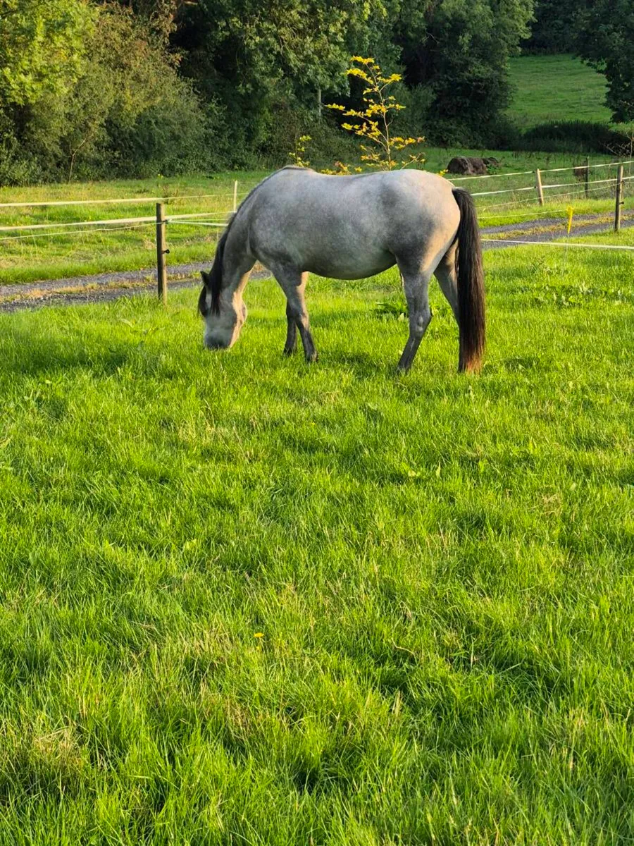 Connemara filly - Image 2