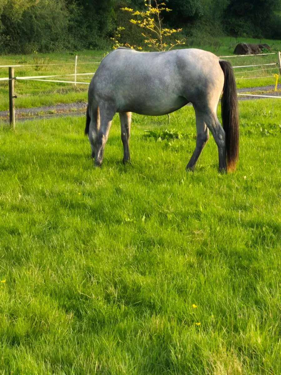 Connemara filly - Image 3