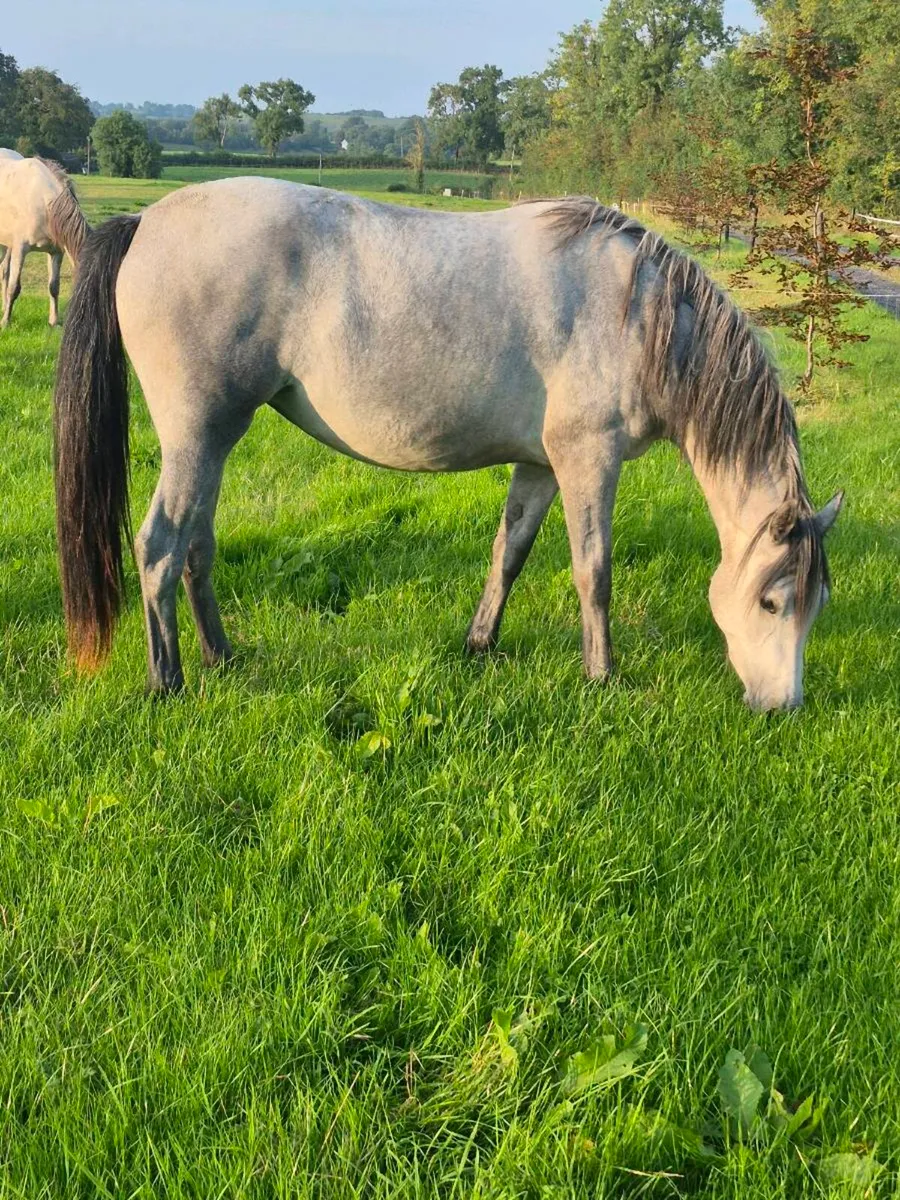 Connemara filly - Image 4