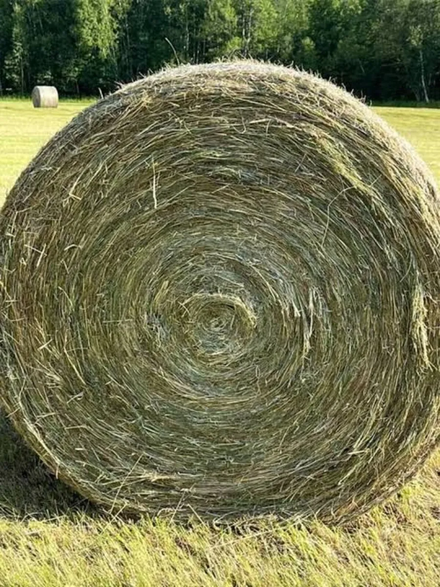 Good Quality Round Bale Silage and Hay - Image 2