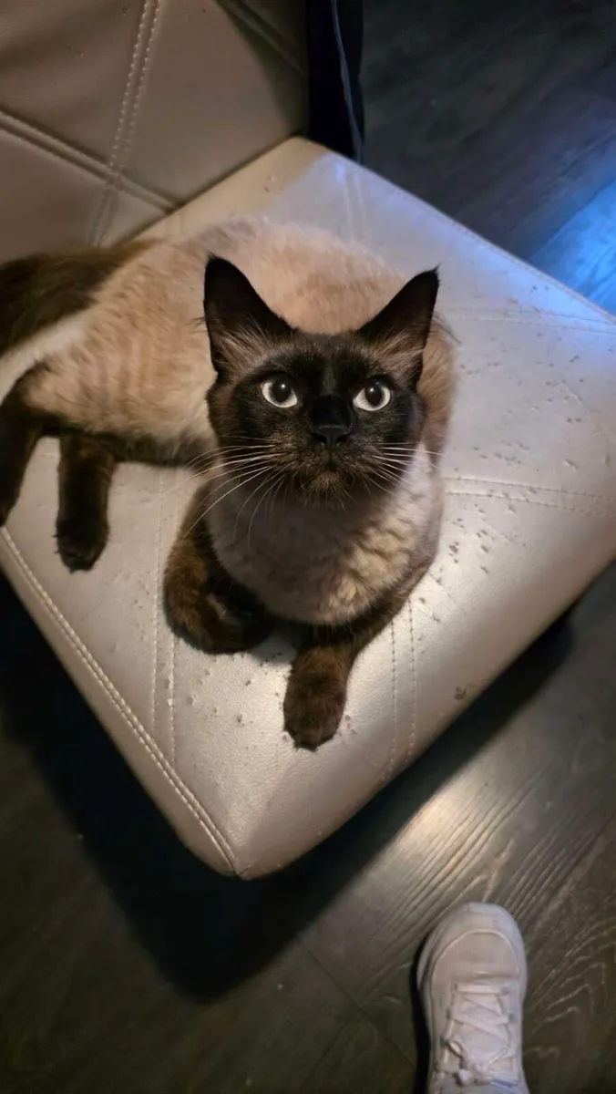 Siamese X Ragdoll cat - Image 1