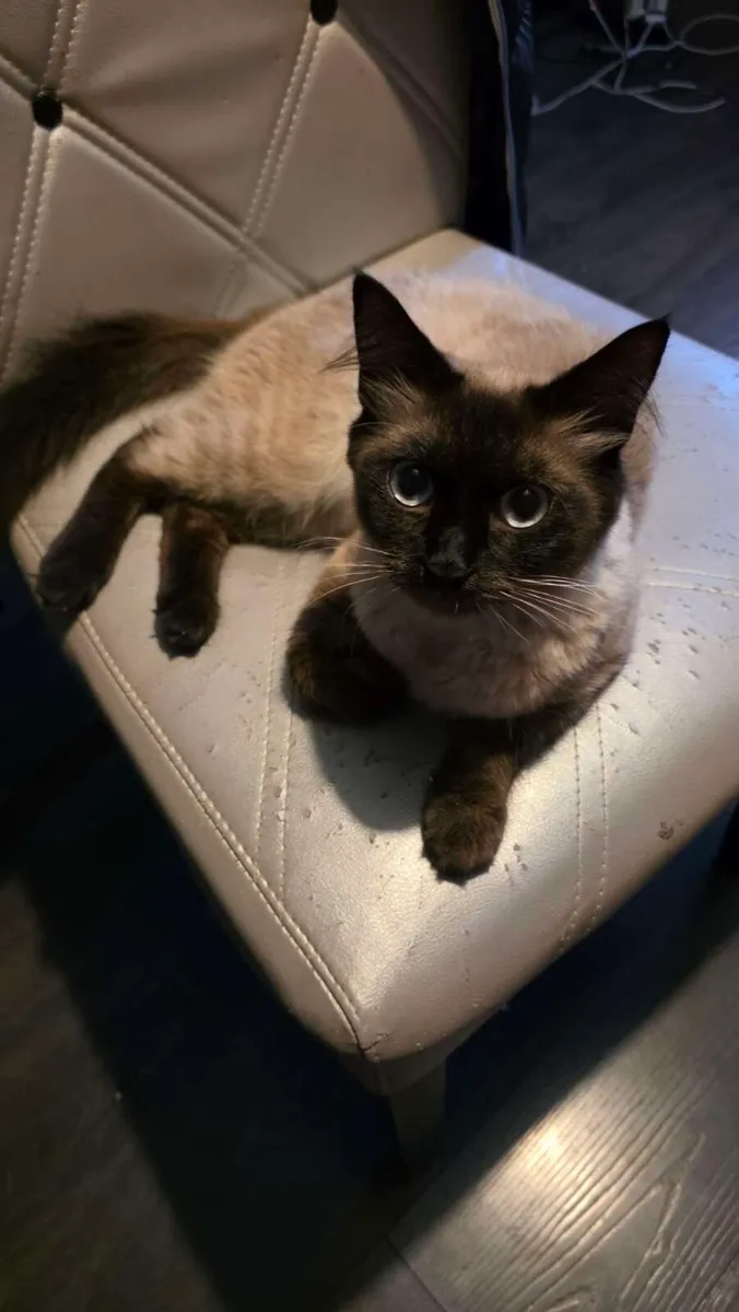 Siamese X Ragdoll cat - Image 2