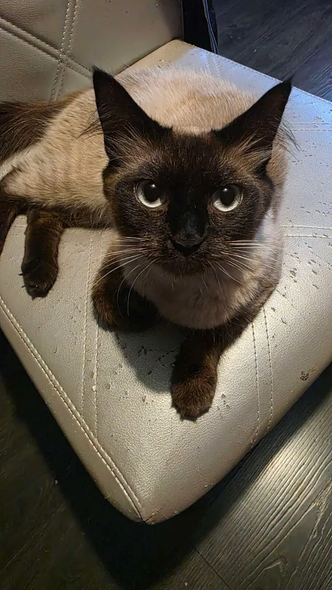 Siamese X Ragdoll cat - Image 3