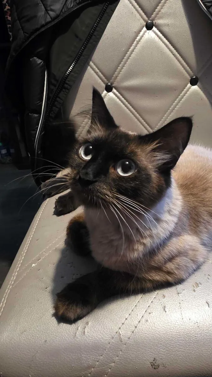 Siamese X Ragdoll cat - Image 4