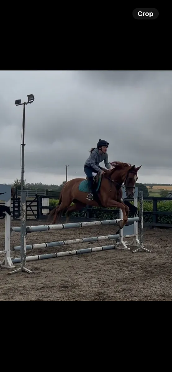 Project/ Teenagers Horse - Image 3