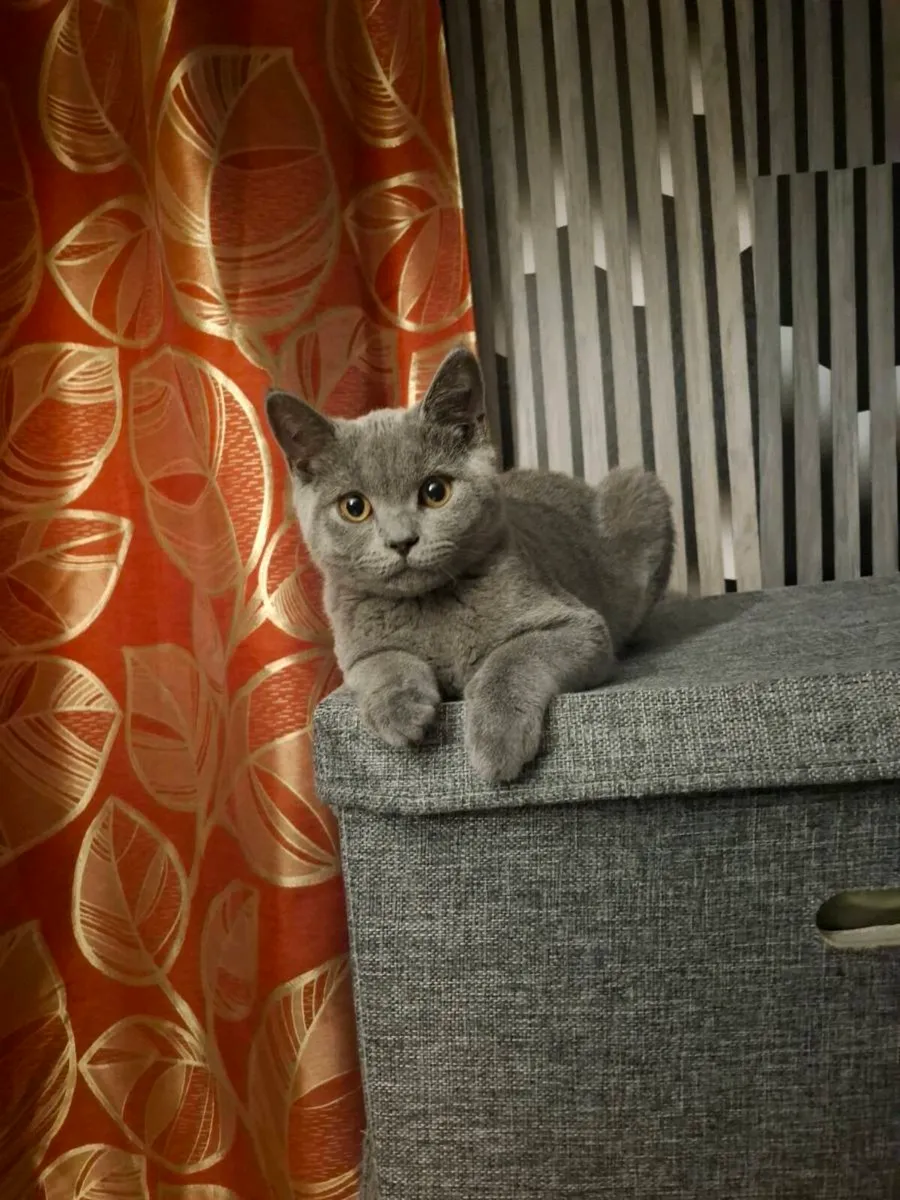 British Shorthair kitten - Image 1