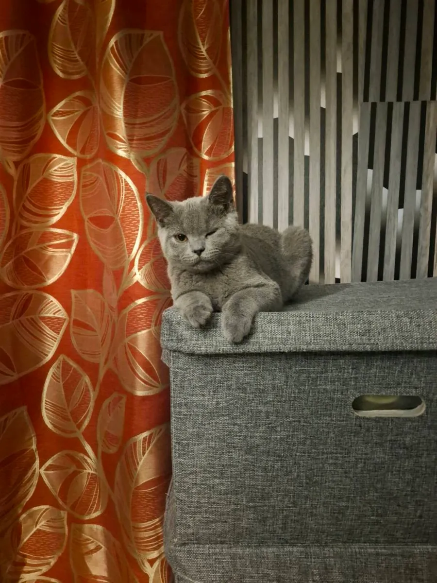 British Shorthair kitten - Image 2