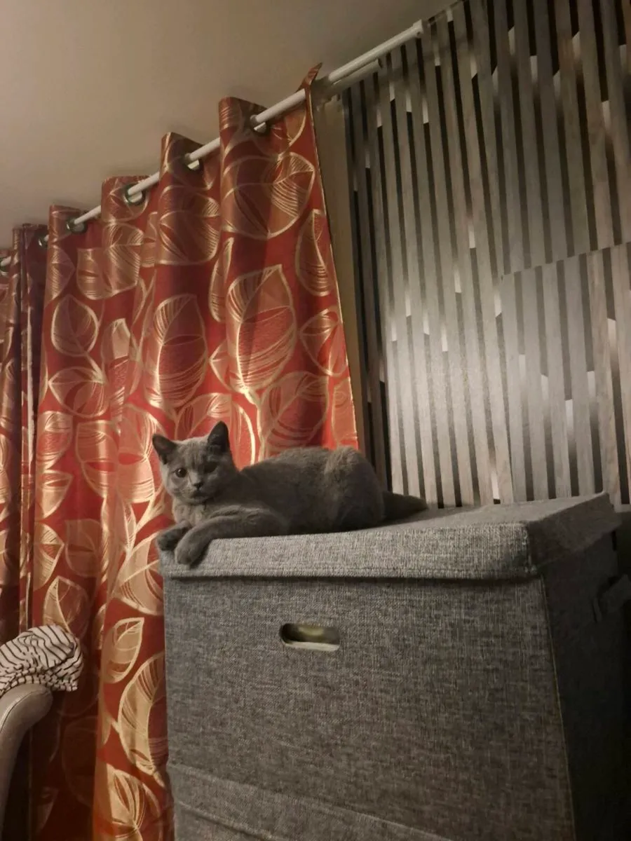 British Shorthair kitten - Image 3