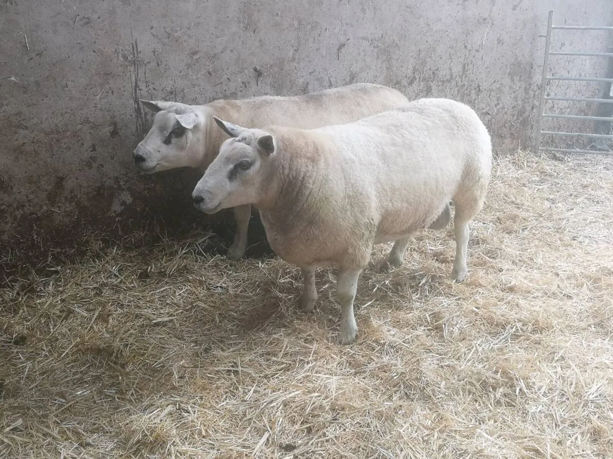 Texel shearlings - Image 1