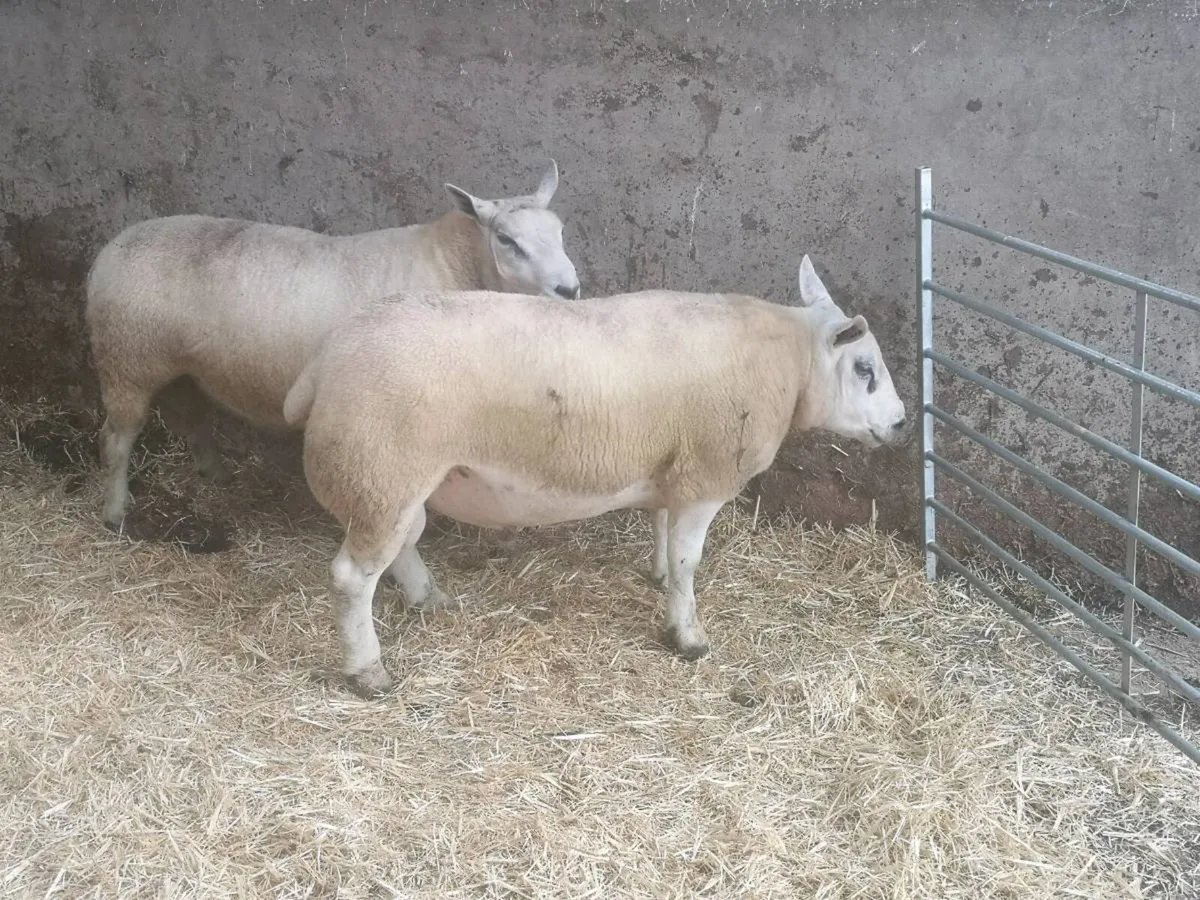 Texel shearlings - Image 2