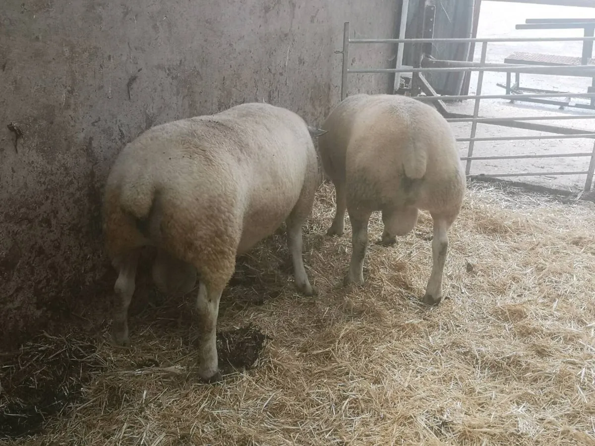 Texel shearlings - Image 3