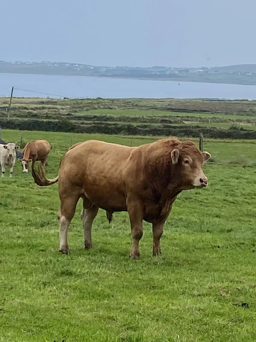 Pedigree Bull LM - Image 1