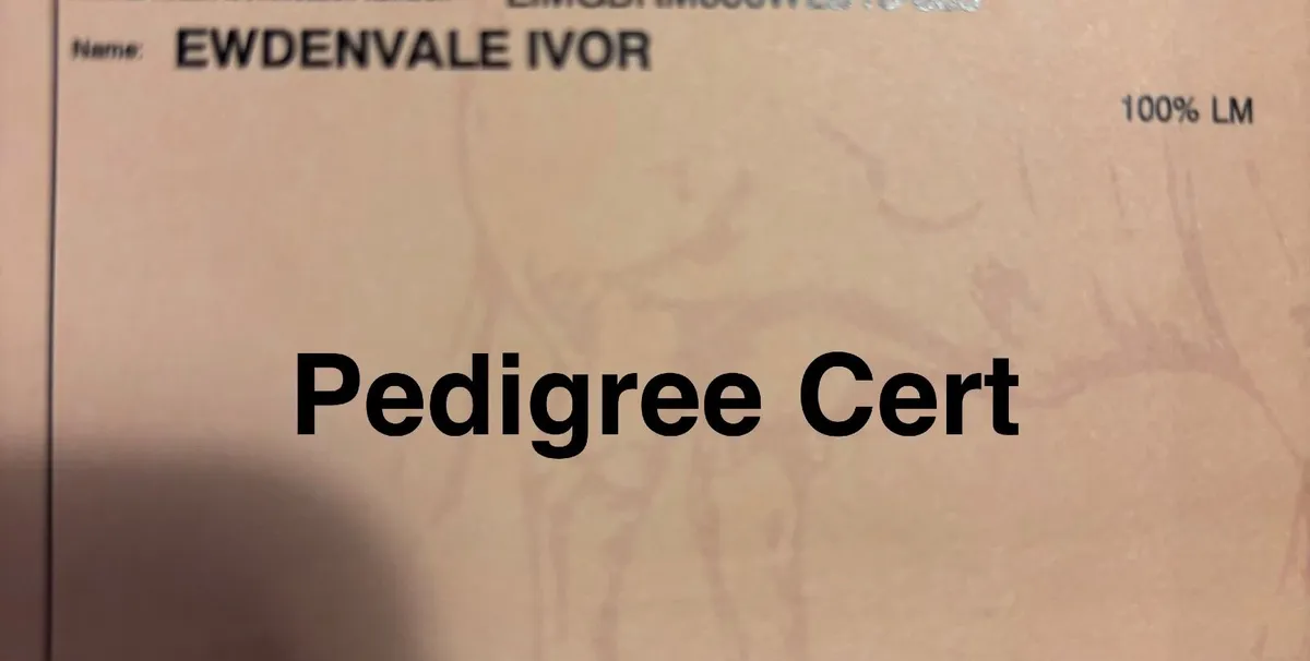Pedigree Bull LM - Image 2
