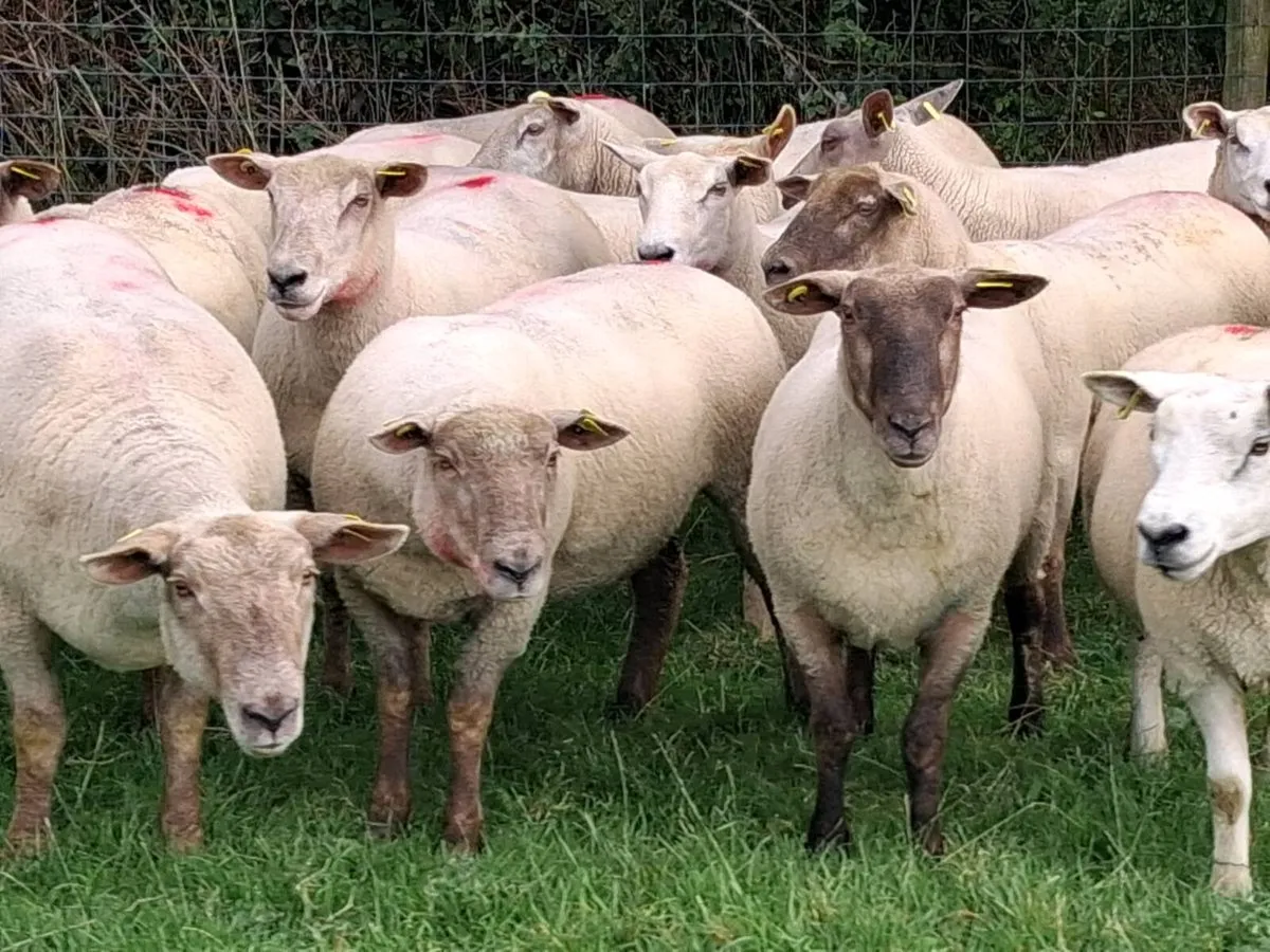 25 Super Ewe Hoggets - Image 4