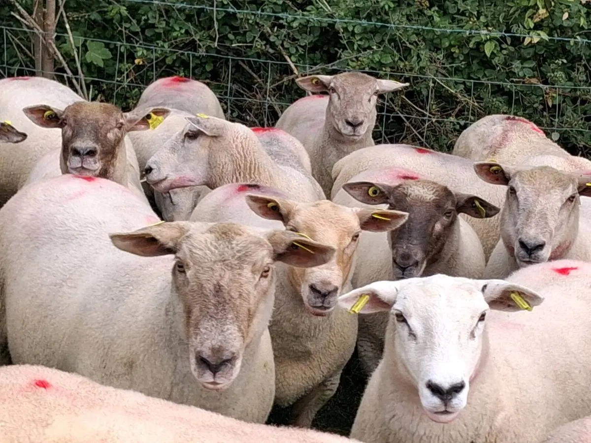 25 Super Ewe Hoggets - Image 2