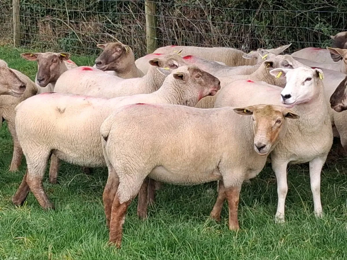 25 Super Ewe Hoggets - Image 3