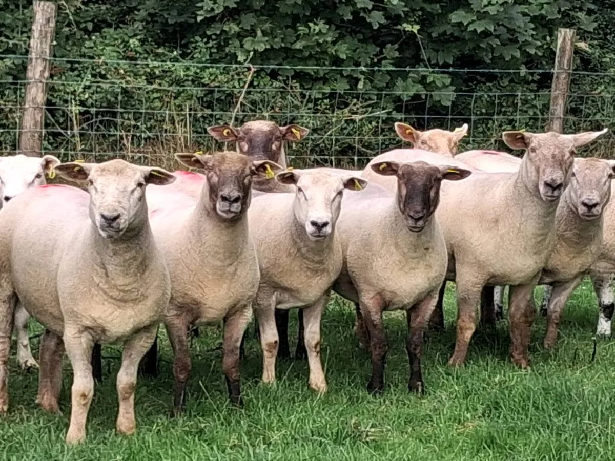 25 Super Ewe Hoggets - Image 1
