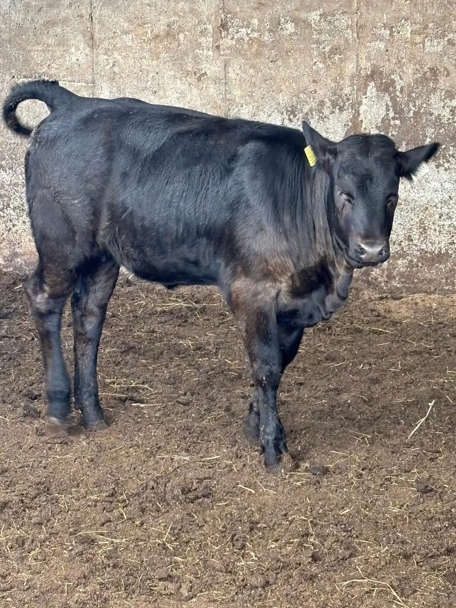 20 weanlings 3 months old - Image 1