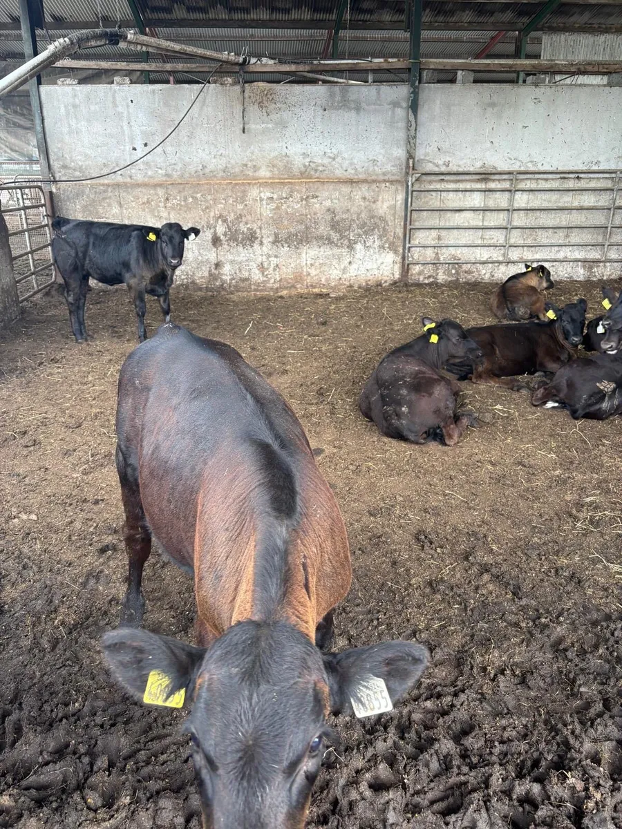 20 weanlings 3 months old - Image 3