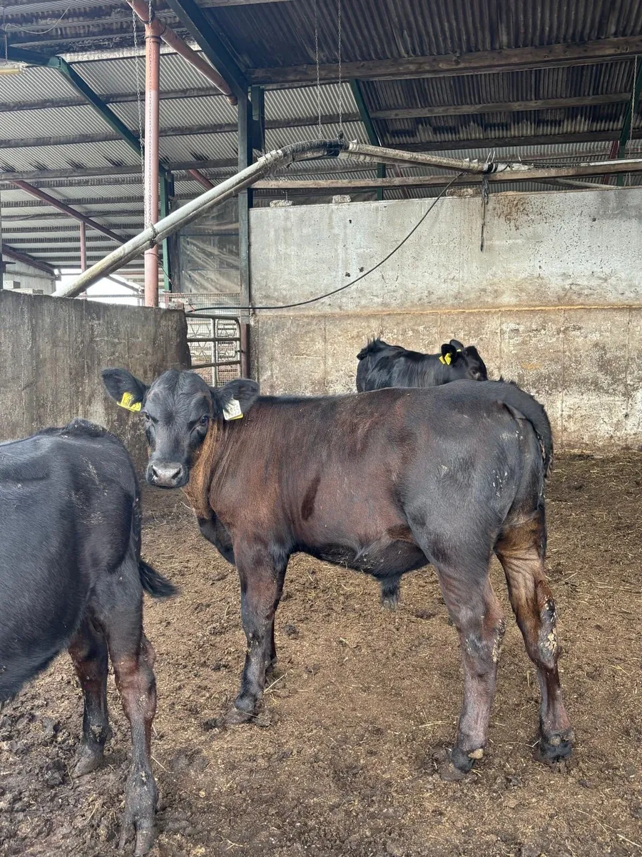 20 weanlings 3 months old - Image 2