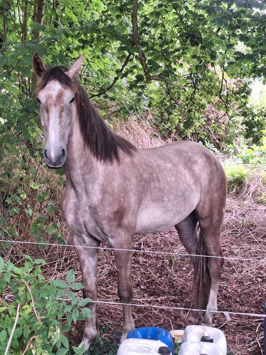 Irish draught filly - Image 1