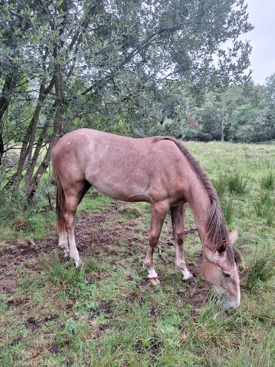 Irish draught filly - Image 2