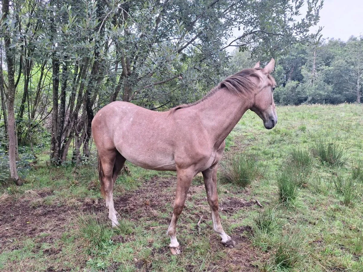 Irish draught filly - Image 3