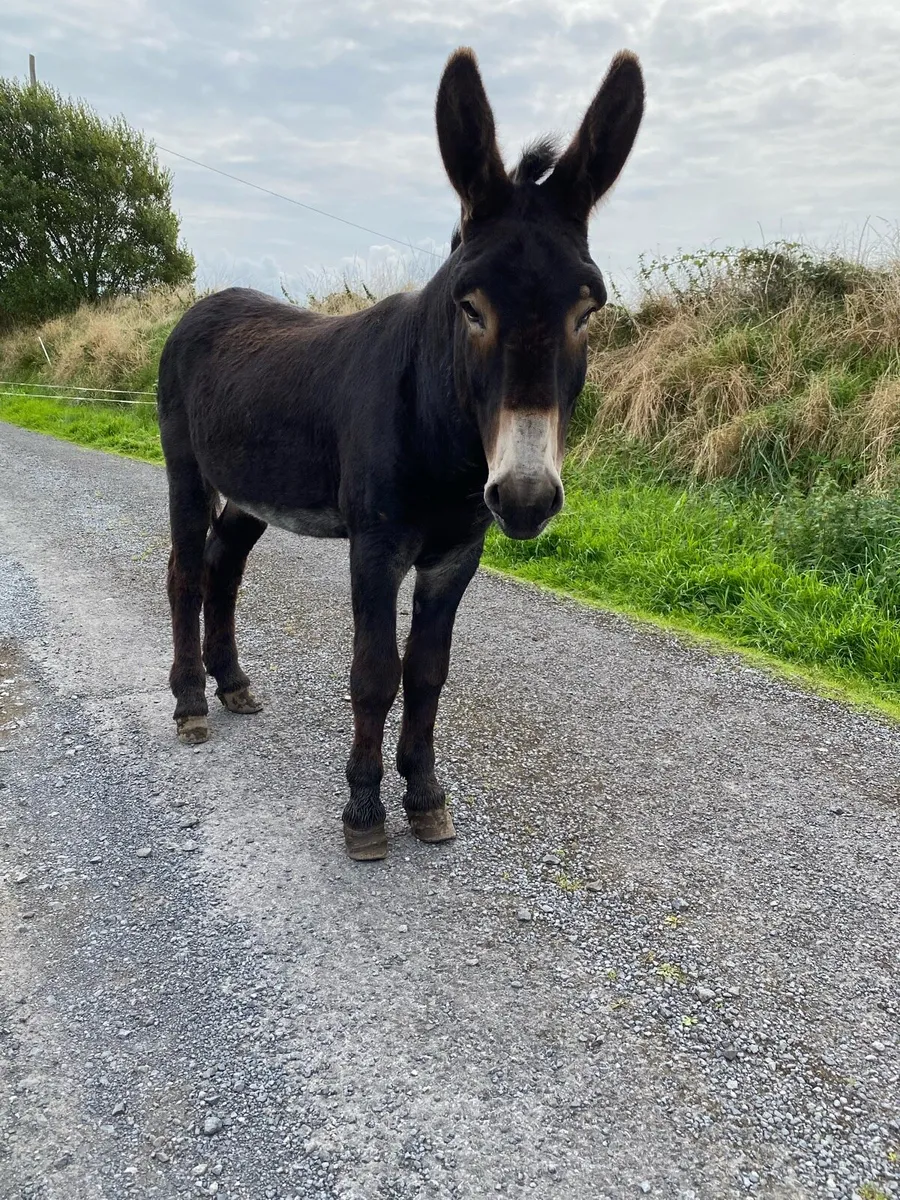 Jack Donkey - Image 1