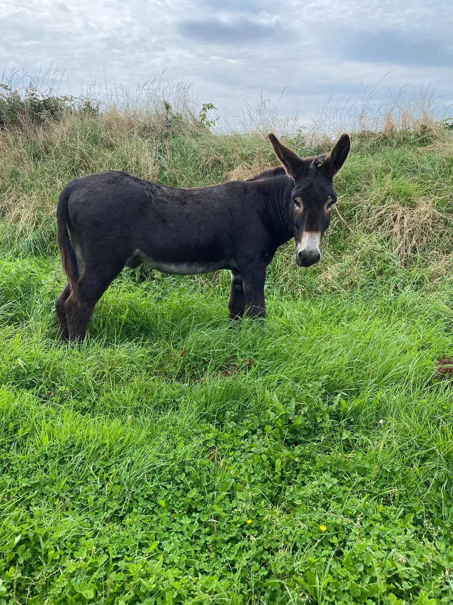 Jack Donkey - Image 3