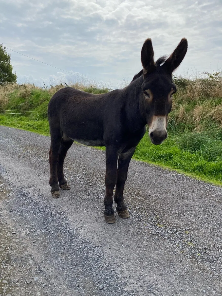 Jack Donkey - Image 2