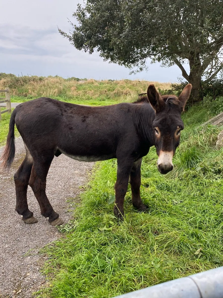 Jack Donkey - Image 4