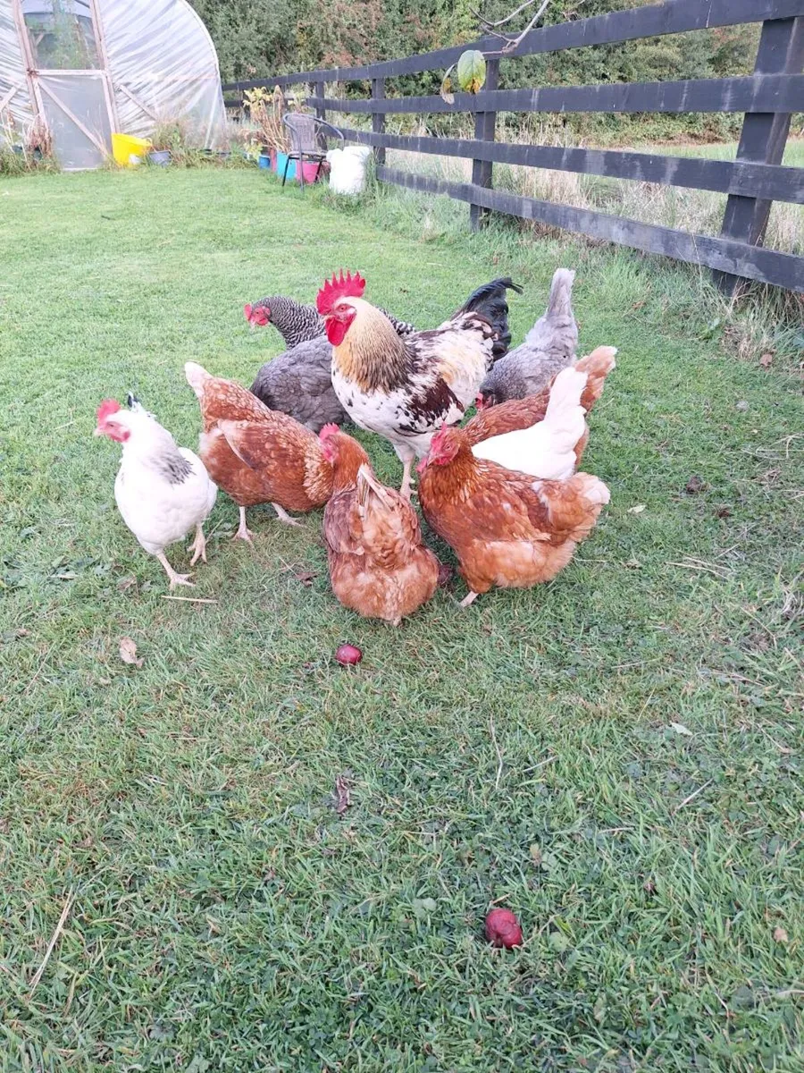 Fertile hatching hens eggs - Image 2