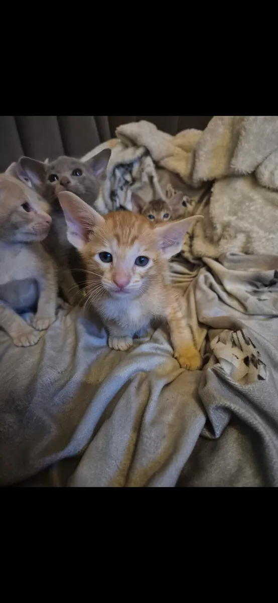 Pedigree Oriental kittens - Image 4