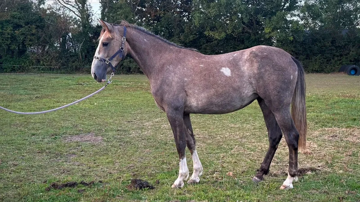 2 Year old Draught Filly - Image 1