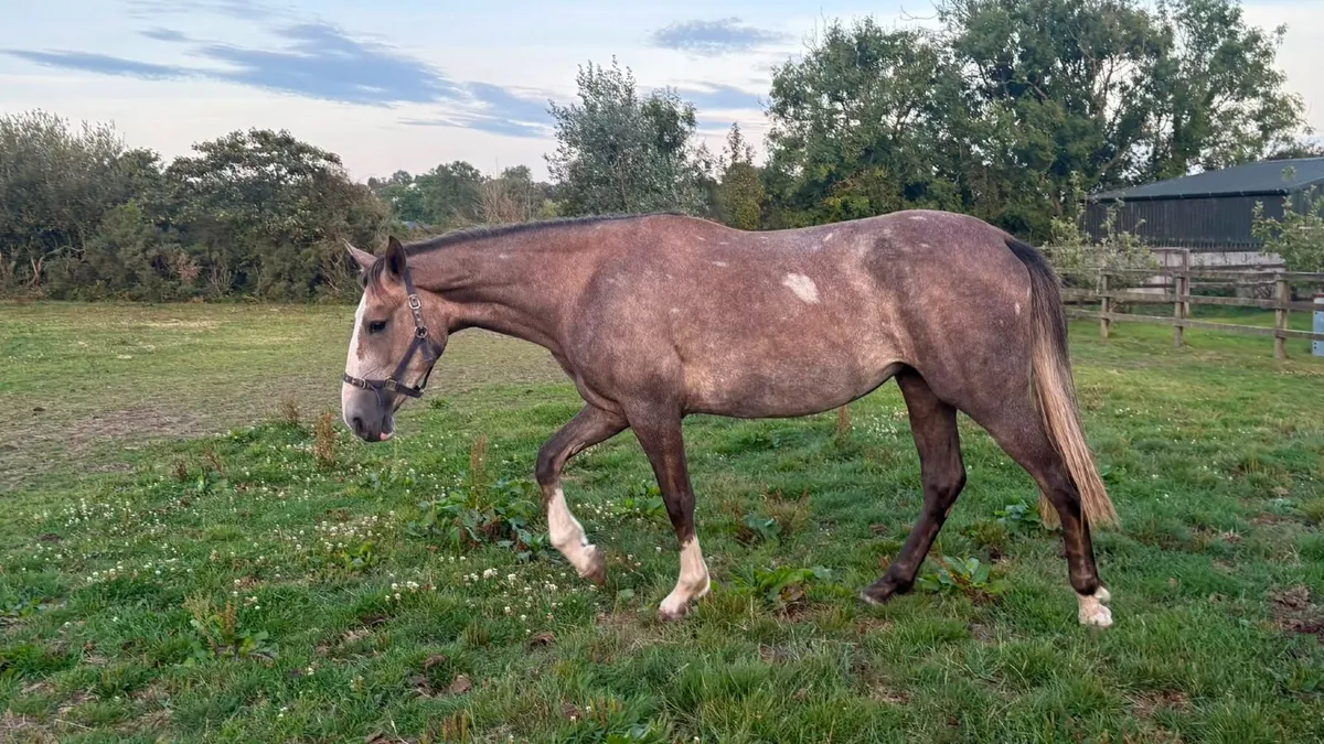 2 Year old Draught Filly - Image 2