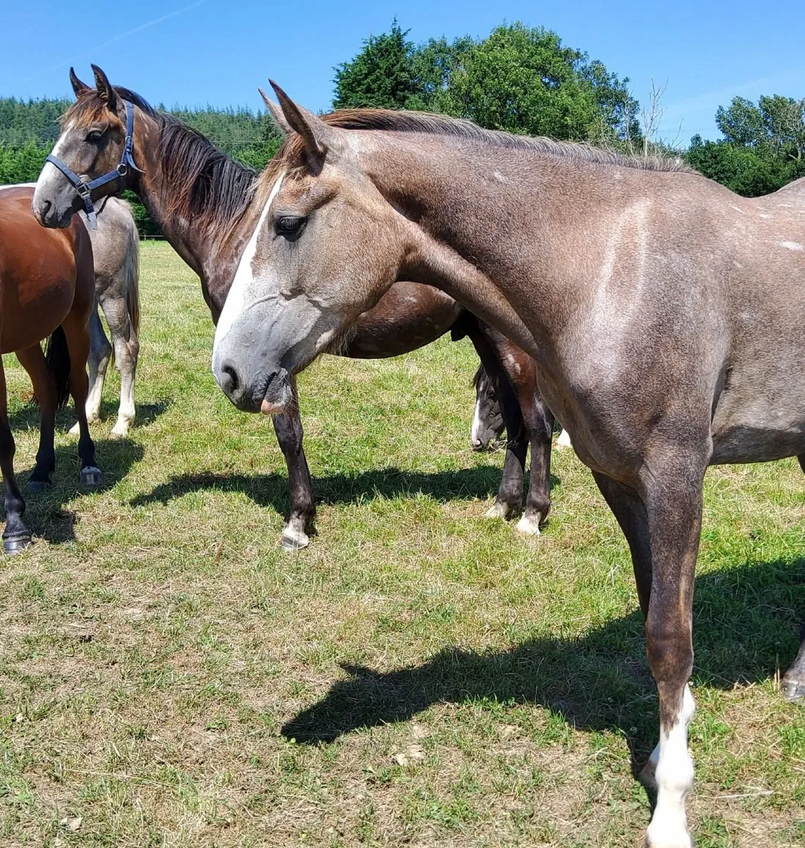 2 Year old Draught Filly - Image 4
