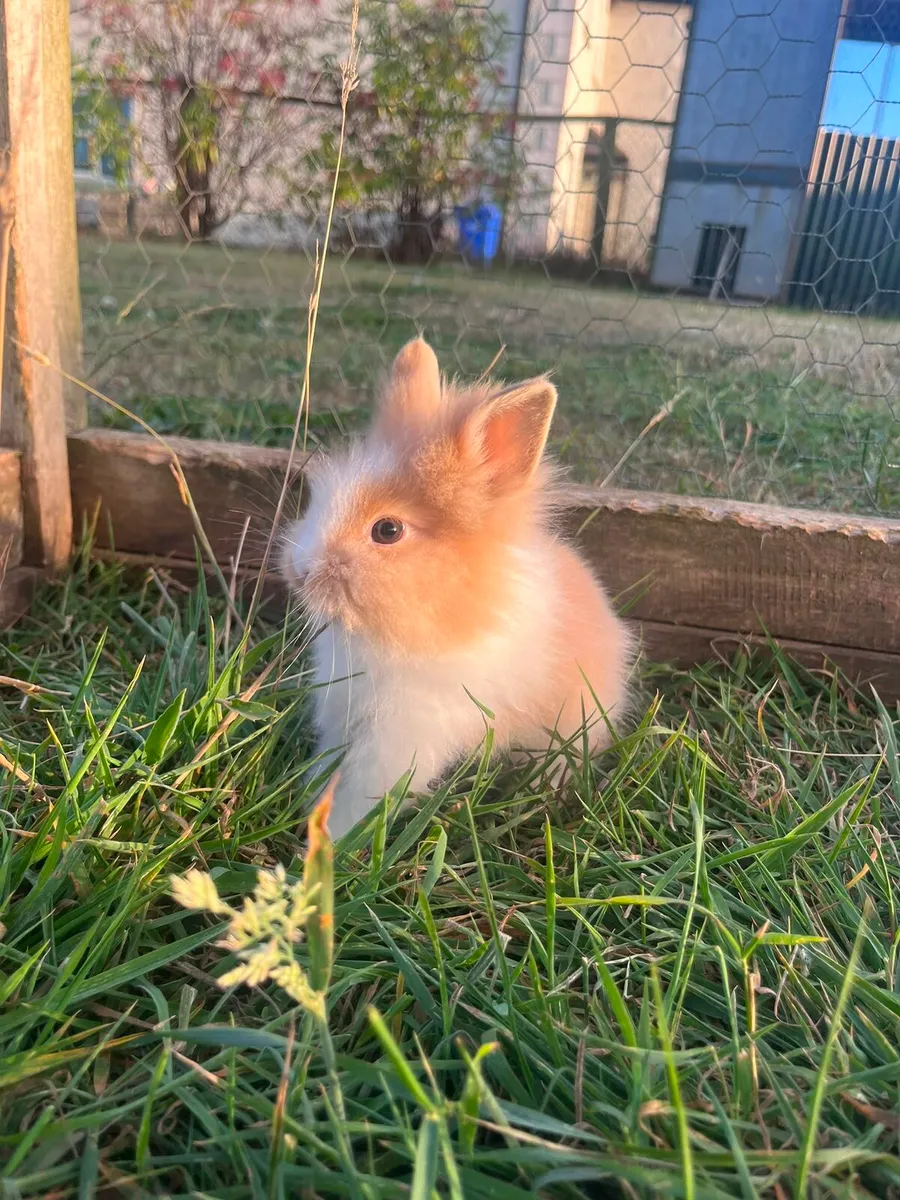 Baby rabbits - Image 1