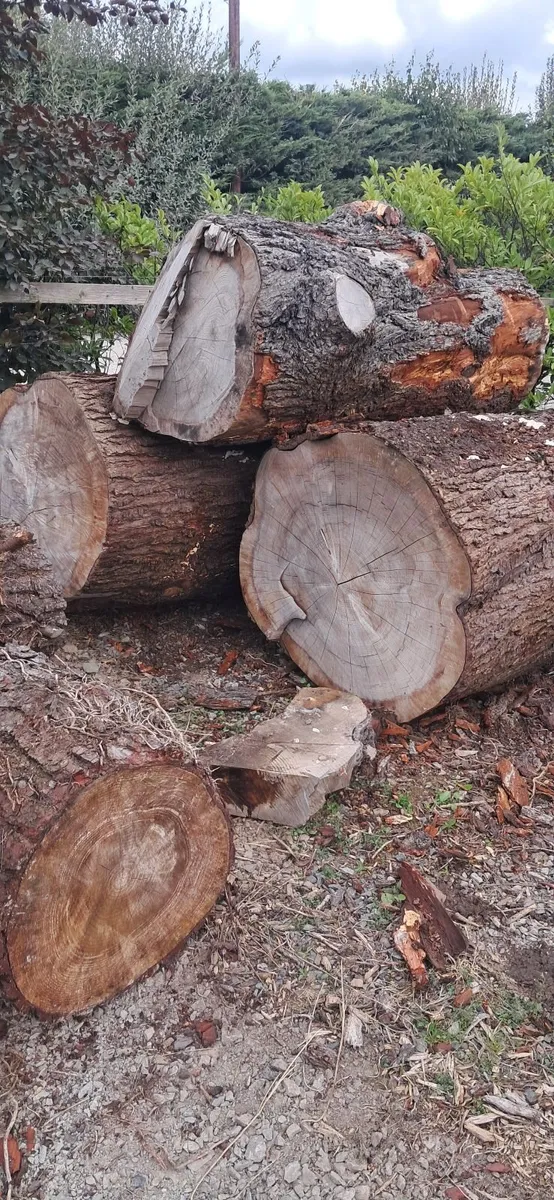Wood  cedar - Image 2