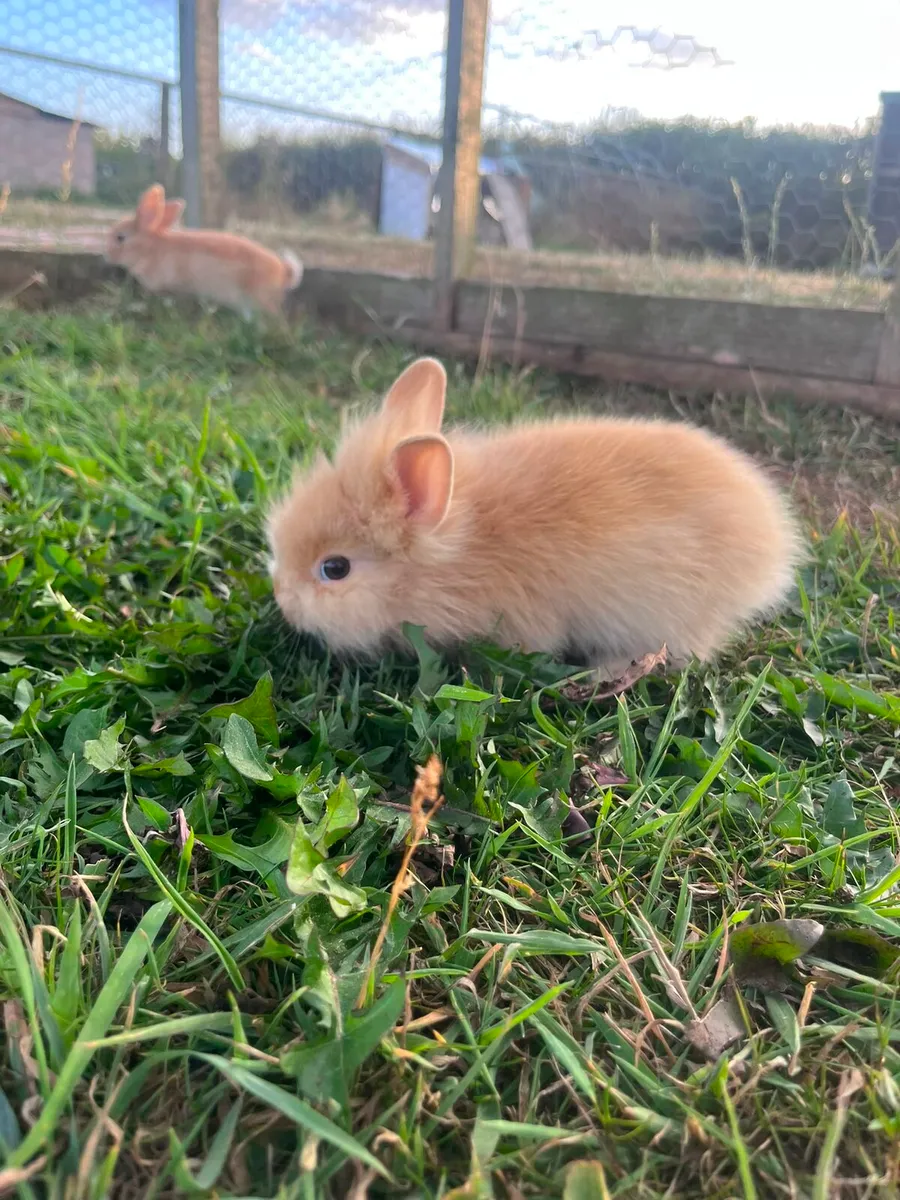 Baby rabbits - Image 4