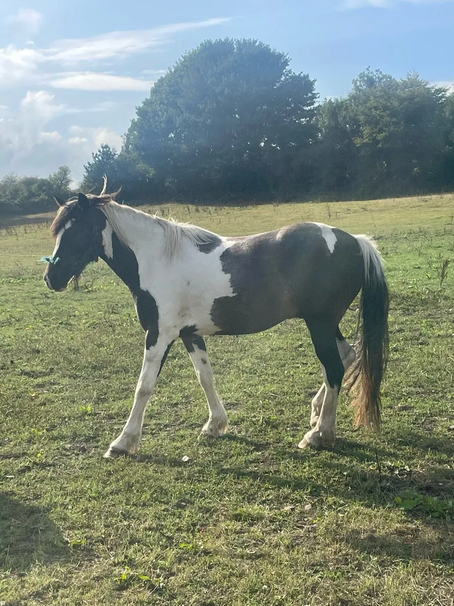 3 year old Gelding - Image 2