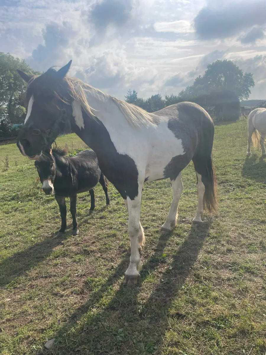 3 year old Gelding - Image 1