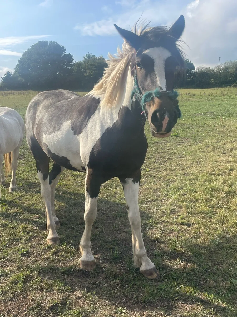 3 year old Gelding - Image 4