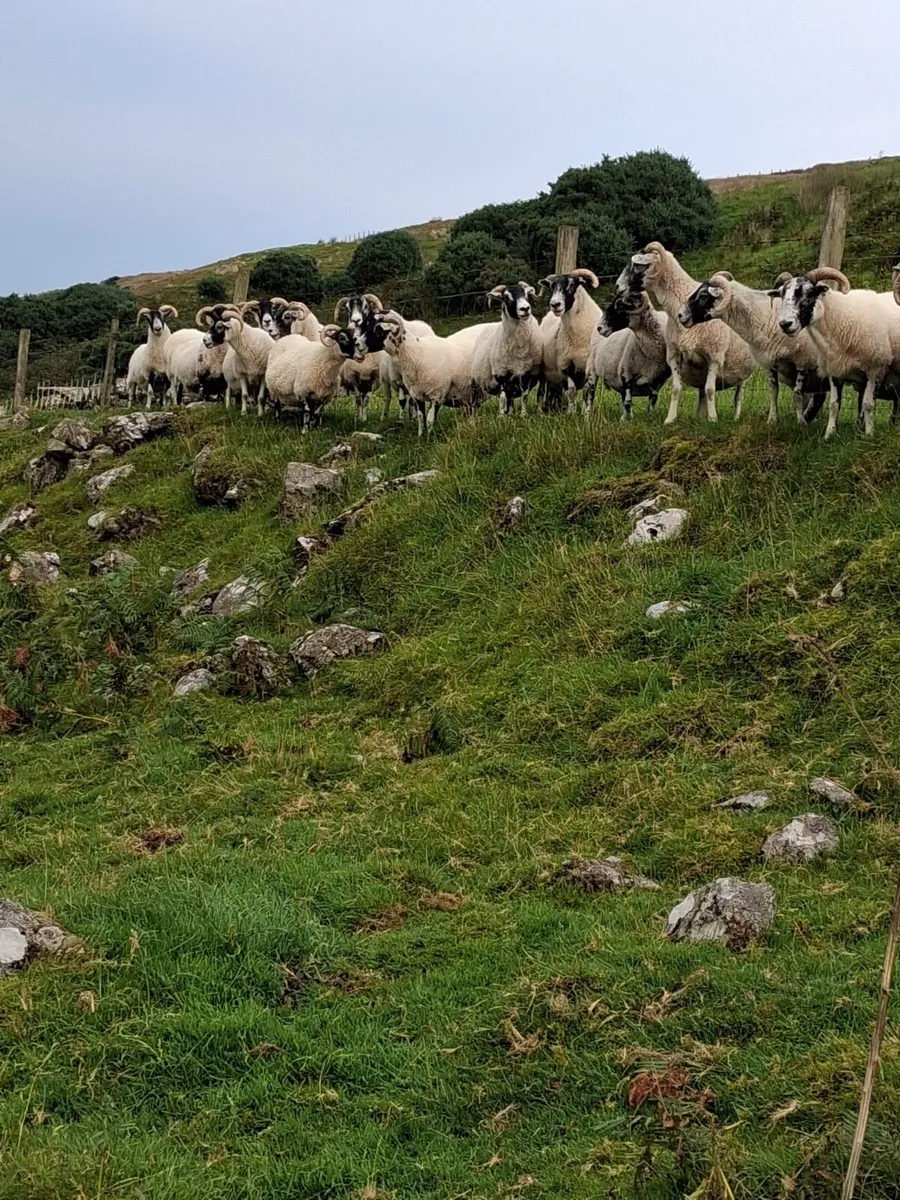 Blackface Lanark ewes - Image 1