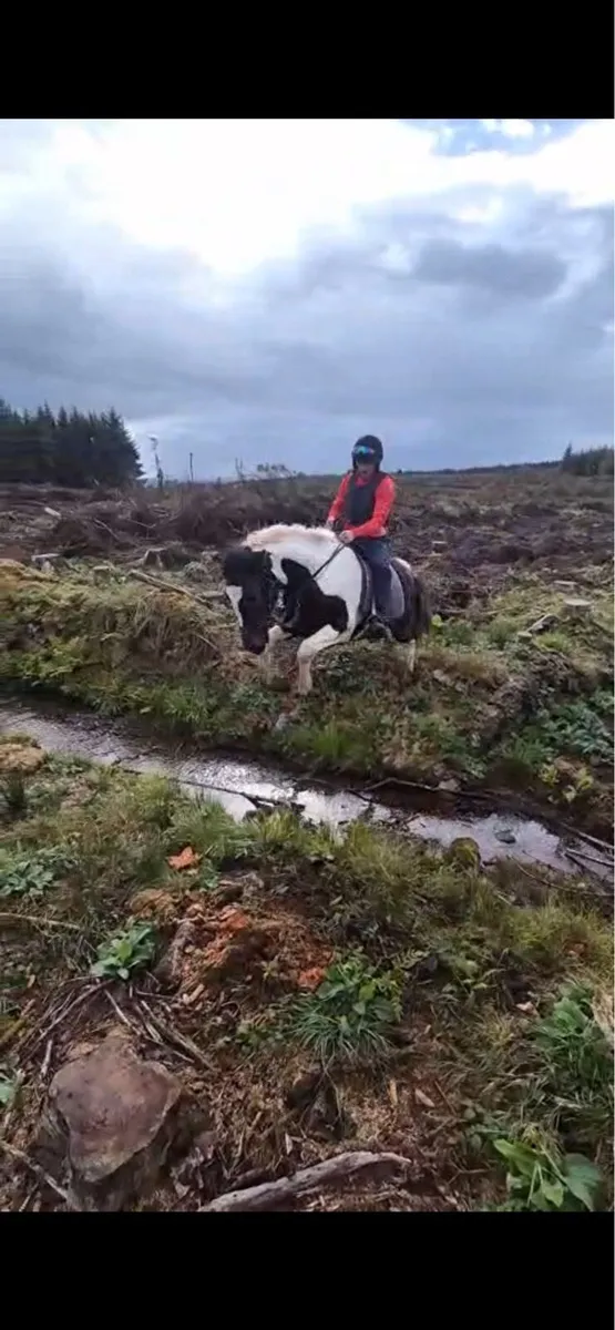 3 year old Gelding - Image 3