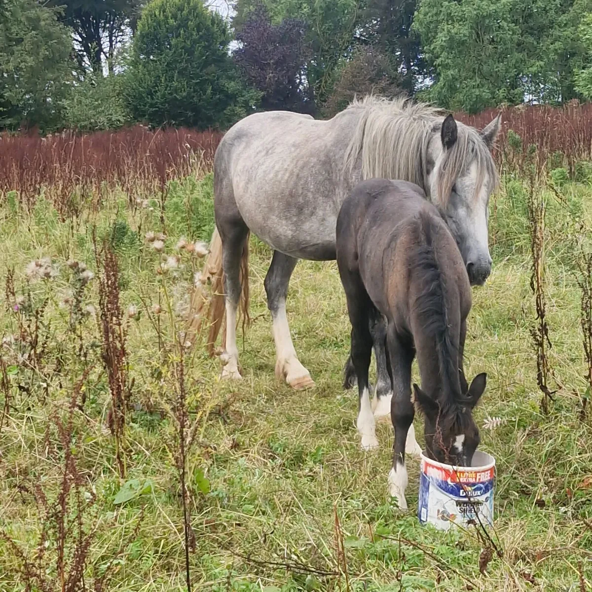 Cob mare and foal - Image 1