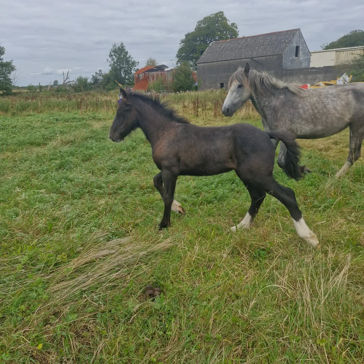 Cob mare and foal - Image 2