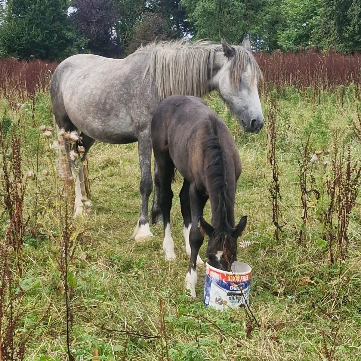 Cob mare and foal - Image 3
