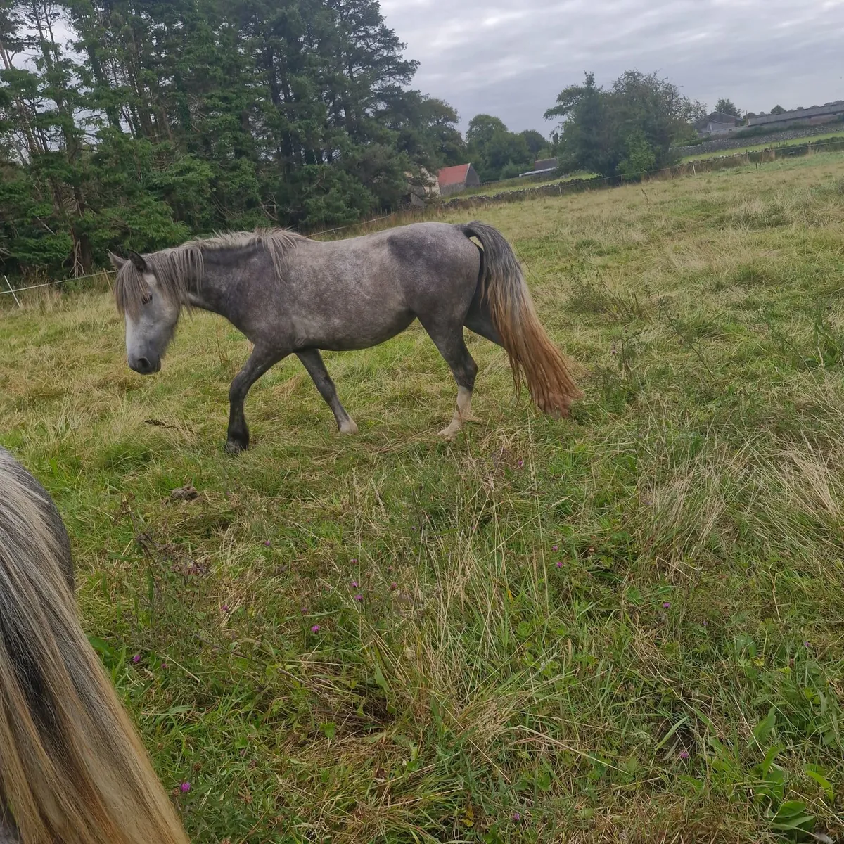 Cob mare and foal - Image 4